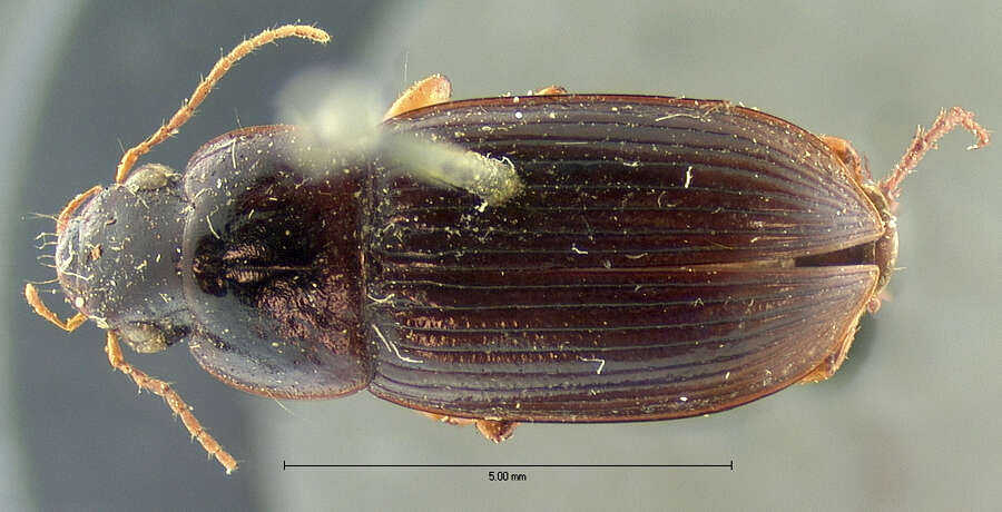 Selenophorus (Selenophorus) opalinus (Le Conte 1863) resmi