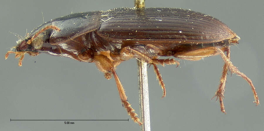 Selenophorus (Selenophorus) opalinus (Le Conte 1863) resmi