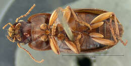 Selenophorus (Selenophorus) opalinus (Le Conte 1863) resmi