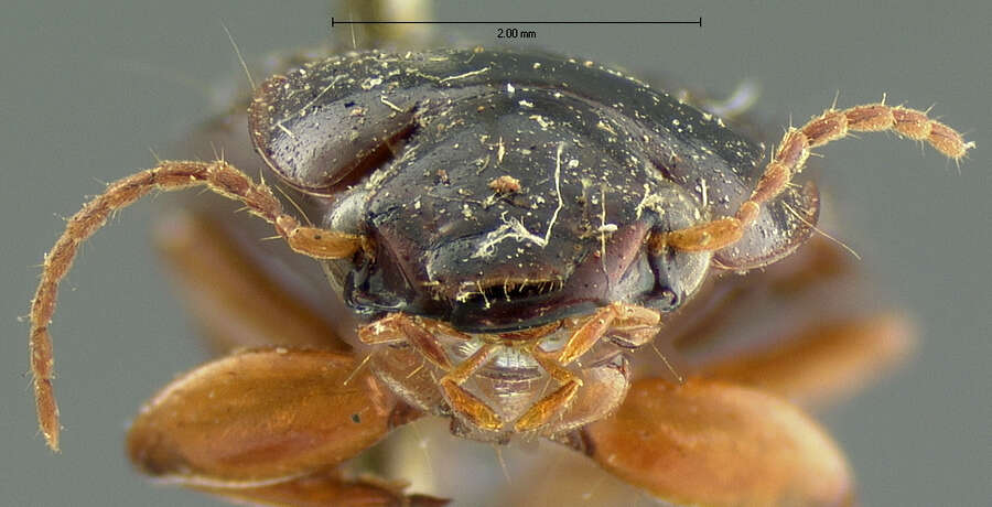 Selenophorus (Selenophorus) opalinus (Le Conte 1863) resmi