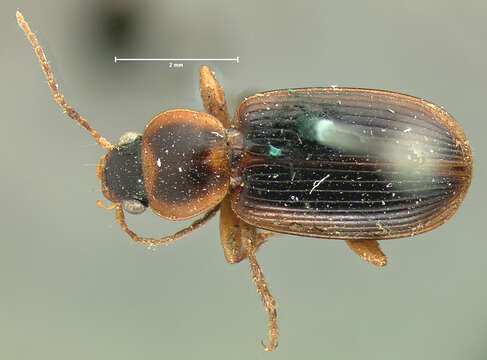 Stenolophus (Stenolophus) cincticollis Le Conte 1858 resmi