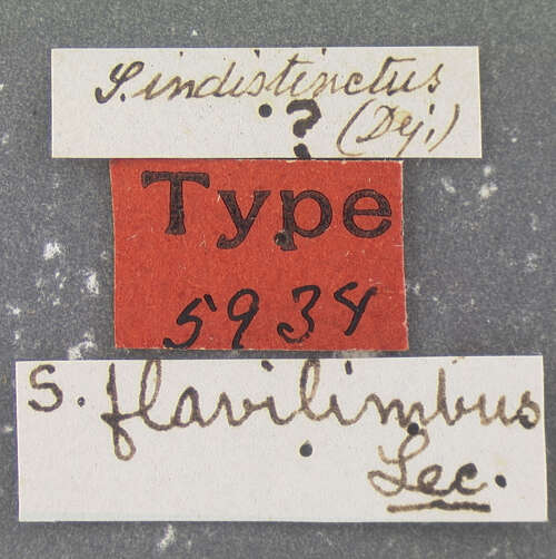 Image of Philodes (Goniolophus) flavilimbus (Le Conte 1869)
