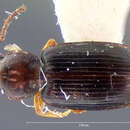 Bradycellus (Stenocellus) neglectus (Le Conte 1847) resmi