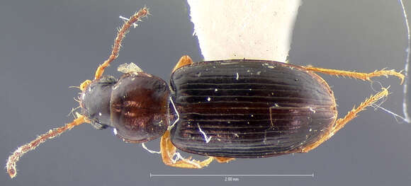 Image de Bradycellus (Stenocellus) neglectus (Le Conte 1847)