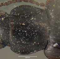 Bradycellus (Catharellus) lecontei Csiki 1932 resmi