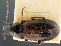 صورة Dicheirotrichus (Trichocellus) cognatus (Gyllenhal 1827)