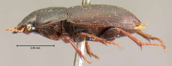 Plancia ëd Harpalus (Harpalus) opacipennis (Haldeman 1843)