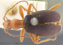 Image of Brachinus (Neobrachinus) ovipennis Le Conte 1863