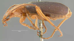 Image of Brachinus (Neobrachinus) ovipennis Le Conte 1863