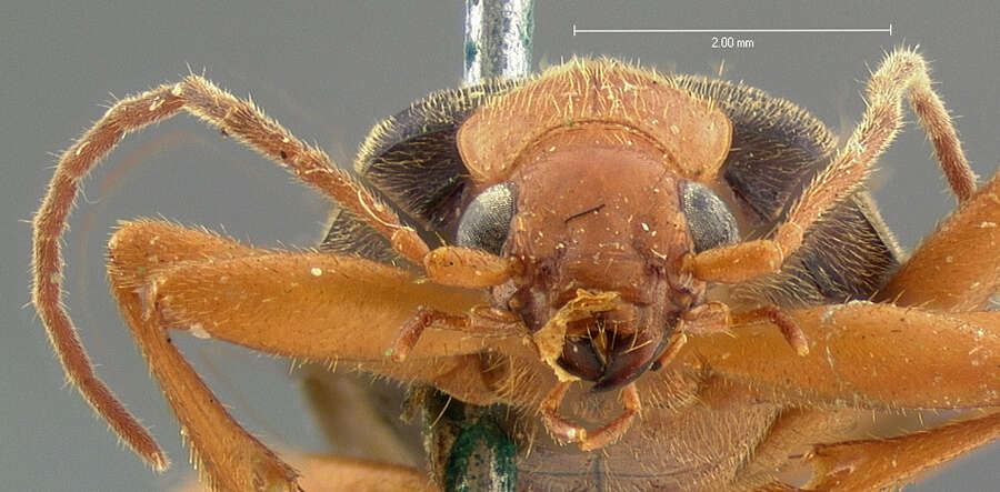 Image of Brachinus (Neobrachinus) ovipennis Le Conte 1863