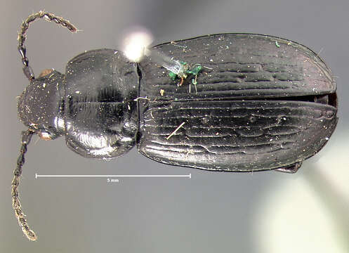 Pterostichus (Lenapterus) agonus G. Horn 1880 resmi