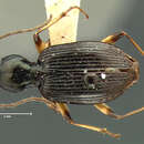 Image of Agonum (Olisares) sulcipenne (G. Horn 1881)