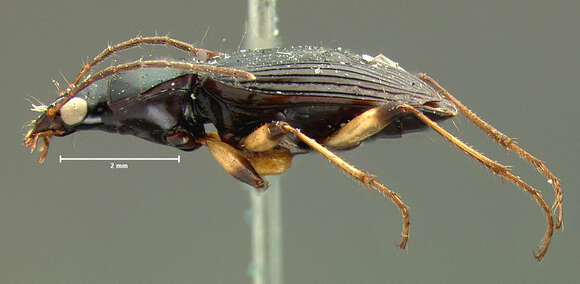 Agonum (Olisares) sulcipenne (G. Horn 1881)的圖片