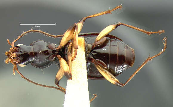 Agonum (Olisares) sulcipenne (G. Horn 1881)的圖片