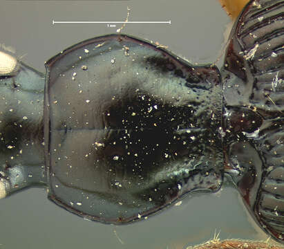 Agonum (Olisares) sulcipenne (G. Horn 1881)的圖片