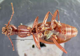 Image of Rhadine myrmecodes (G. Horn 1892)