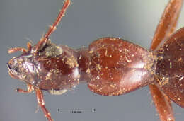 Image of Rhadine myrmecodes (G. Horn 1892)