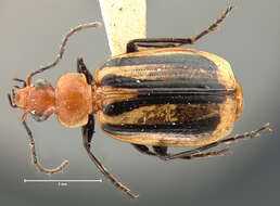 Image of Lebia (Lebia) vittata (Fabricius 1777)