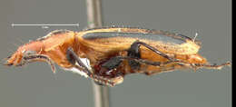 Image of Lebia (Lebia) vittata (Fabricius 1777)