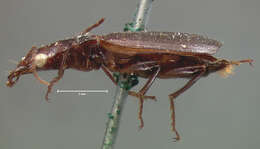 Image of Infernophilus castaneus (G. Horn 1882)
