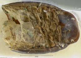 Image of Pinacodera semisulcata G. Horn 1881