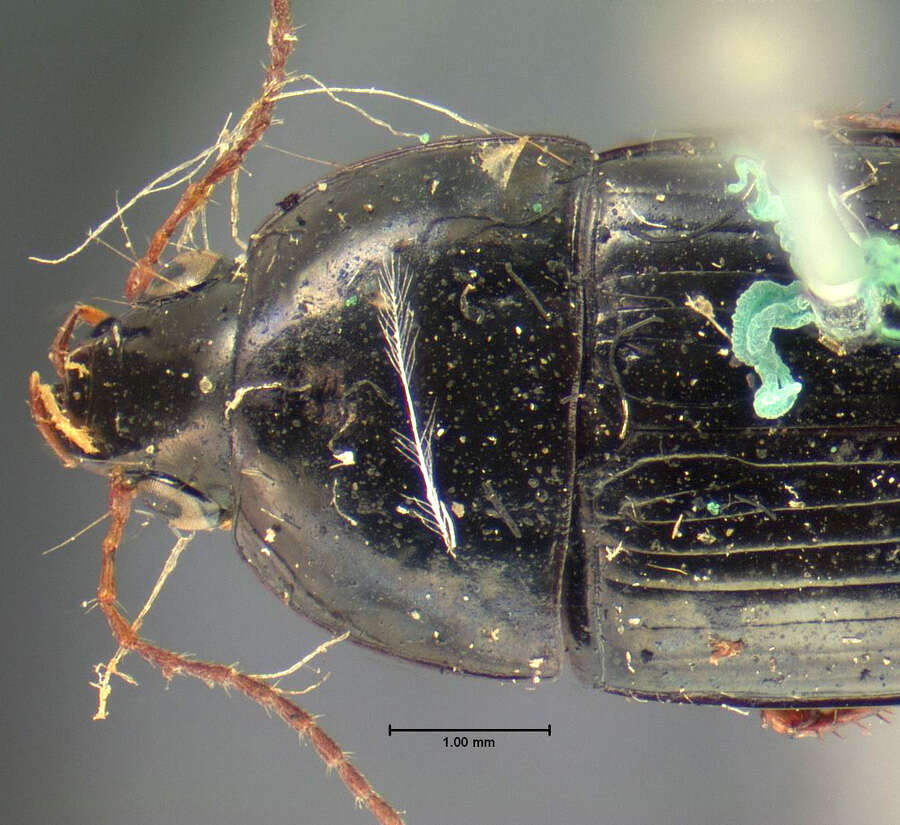 Amara (Zezea) belfragei G. Horn 1892 resmi