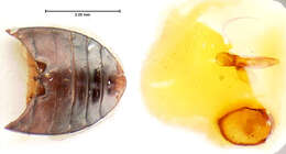 Amara (Xenocelia) rectangula ciudadensis (Bates 1891) resmi