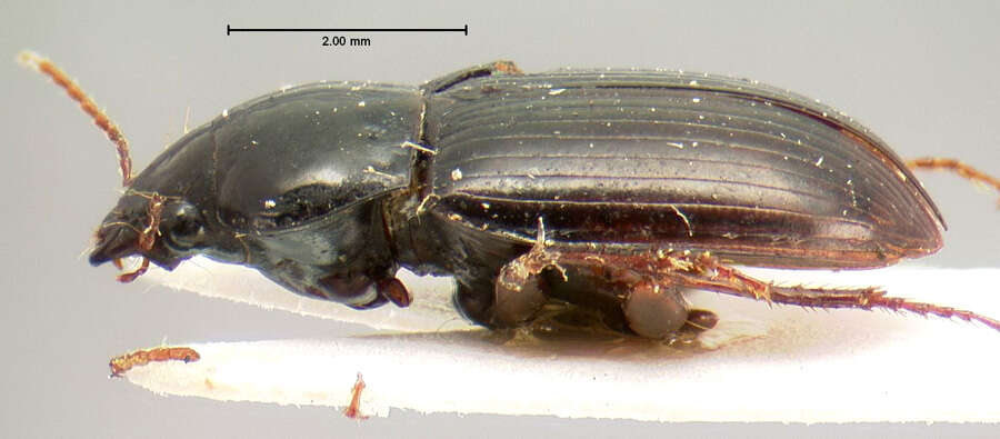 Amara (Xenocelia) rectangula ciudadensis (Bates 1891) resmi