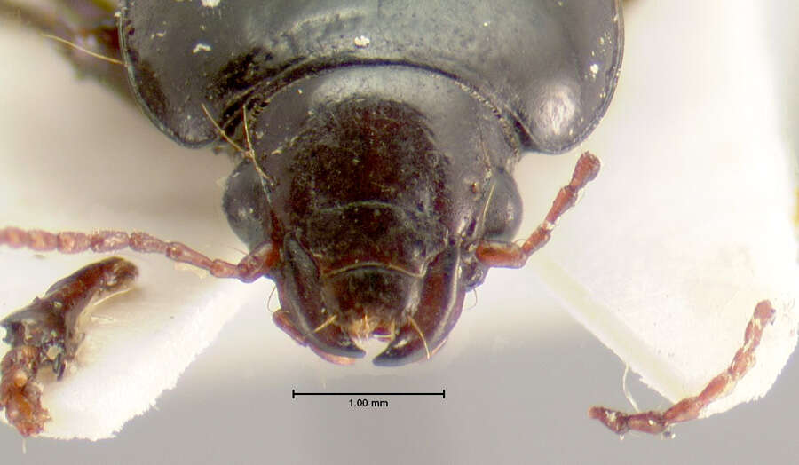 Amara (Xenocelia) rectangula ciudadensis (Bates 1891) resmi