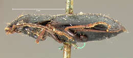 Imagem de Dicheirotrichus (Trichocellus) cognatus (Gyllenhal 1827)