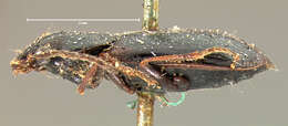 صورة Dicheirotrichus (Trichocellus) cognatus (Gyllenhal 1827)