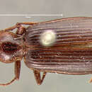 Image of <i>Callida platynoides</i>