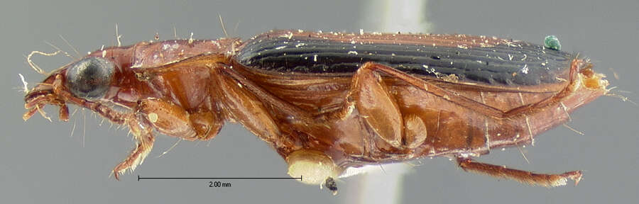 Image of Plochionus (Menidius) amandus discoideus Le Conte 1880