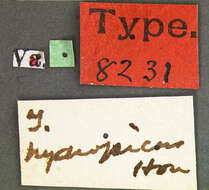 Image of Trechus (Trechus) hydropicus G. Horn 1883