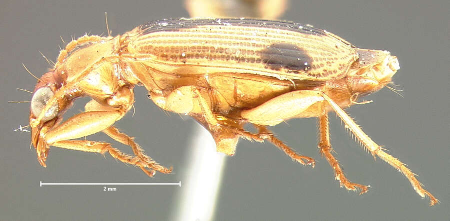 Image of Lebia (Lebia) miranda (G. Horn 1872)