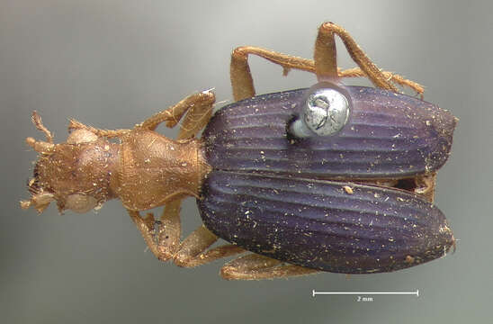 Image of Brachinus (Neobrachinus) costipennis Motschulsky 1859