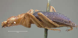 Image of Brachinus (Neobrachinus) costipennis Motschulsky 1859