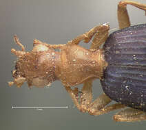 Image of Brachinus (Neobrachinus) costipennis Motschulsky 1859