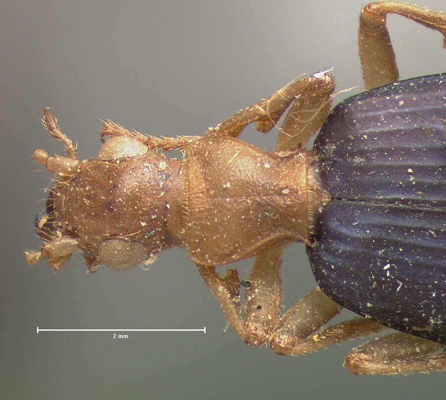 Image of Brachinus (Neobrachinus) costipennis Motschulsky 1859