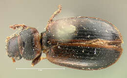 صورة Dicheirotrichus (Trichocellus) cognatus (Gyllenhal 1827)