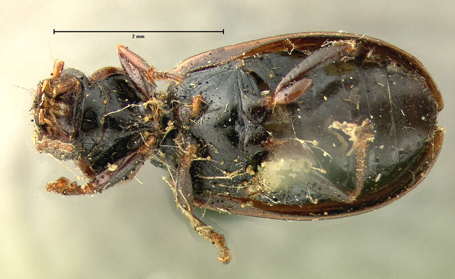 صورة Dicheirotrichus (Trichocellus) cognatus (Gyllenhal 1827)