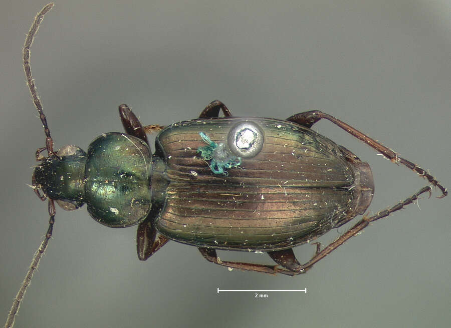 Agonum (Agonum) muelleri (Herbst 1784)的圖片