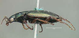 Agonum (Agonum) muelleri (Herbst 1784)的圖片