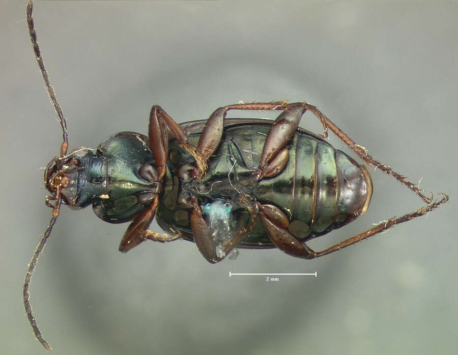 Agonum (Agonum) muelleri (Herbst 1784)的圖片