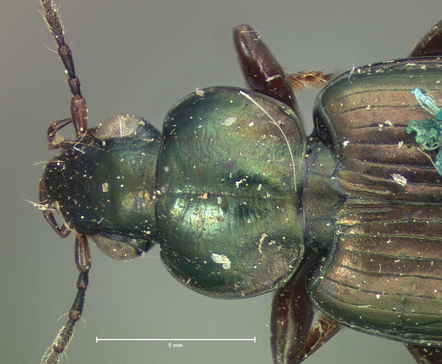 Agonum (Agonum) muelleri (Herbst 1784)的圖片