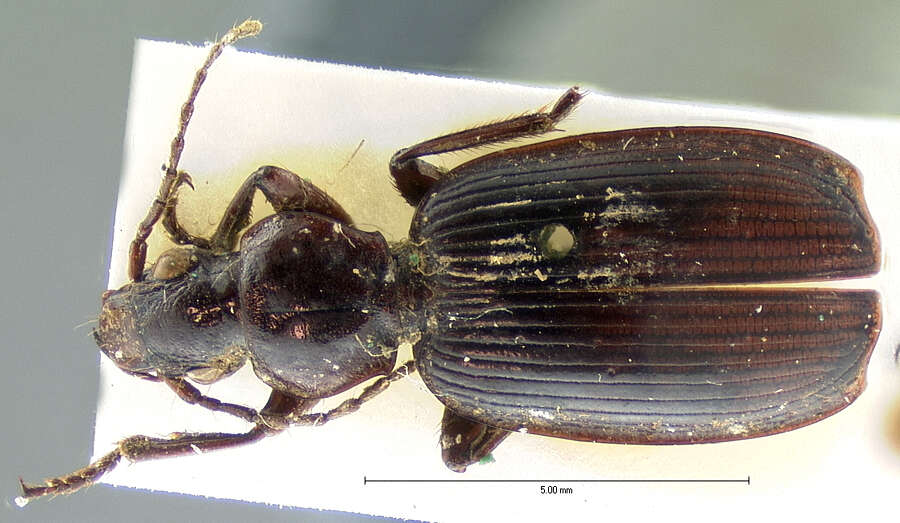Image of Pinacodera semisulcata G. Horn 1881