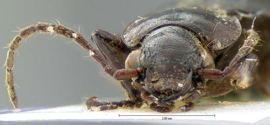 Image de Pinacodera semisulcata G. Horn 1881