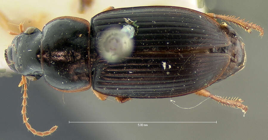 Plancia ëd Harpalus (Harpalus) herbivagus Say 1823