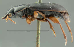 Plancia ëd Harpalus (Harpalus) herbivagus Say 1823