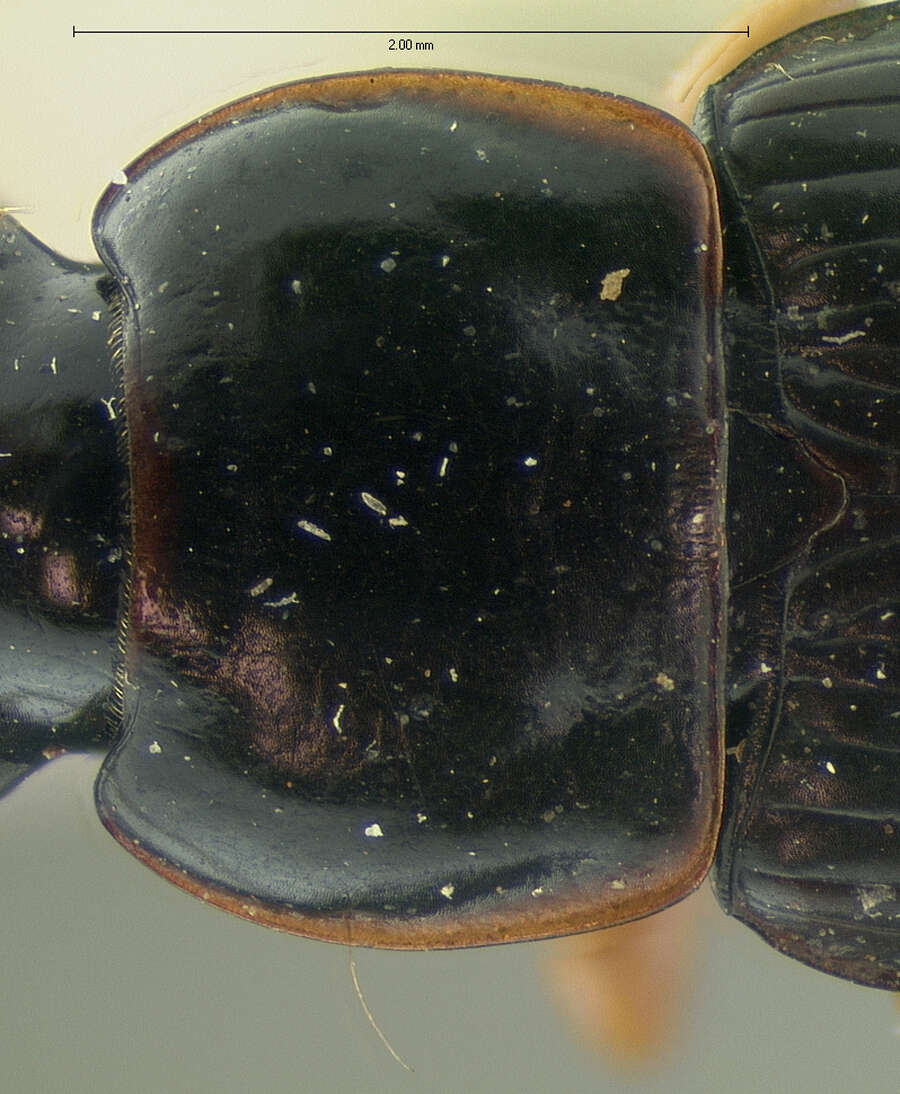 Plancia ëd Harpalus (Harpalus) herbivagus Say 1823